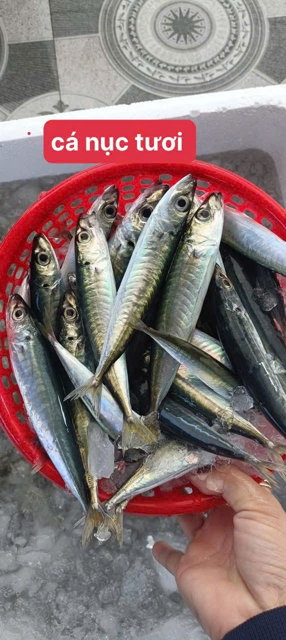 Cá nục tròn tươi