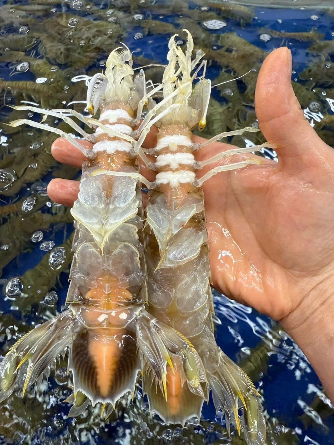Bề bề trứng
