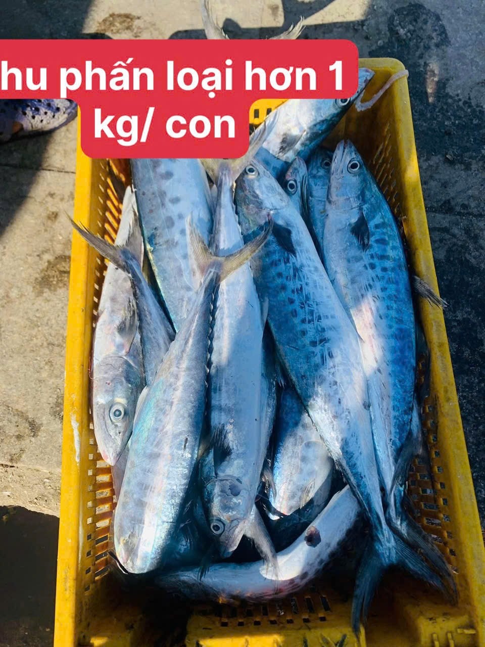 Cá thu nguyên con